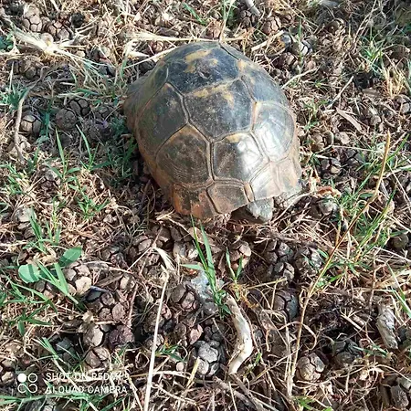 Kastro's View Apartmán